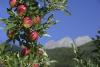 Apple country South Tyrol