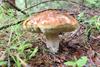 Raccolta di funghi