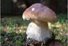 Raccolta di funghi