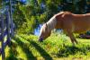 Larches and Haflinger