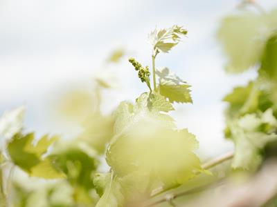 -tm-tvcastelfeder-02066