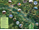 Carta panoramica